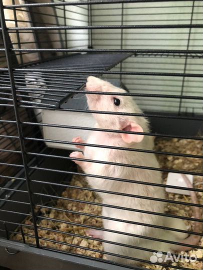 Крыски дамбо