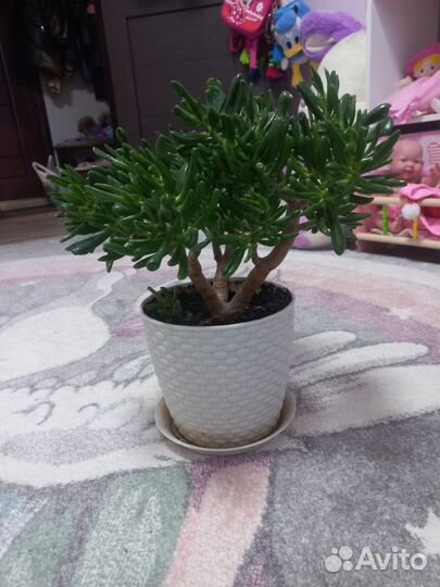 Толстянка хоббит крассула