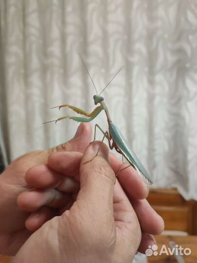 Богомолы: Вьетнамский, Африканский Viridis, садок