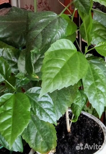 Гибискус китайская роза