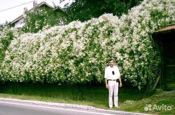 Декоративная лиана горец бальджуанский