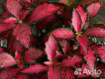 Фиттония 3 сорта (ук.черенки 0,1л)