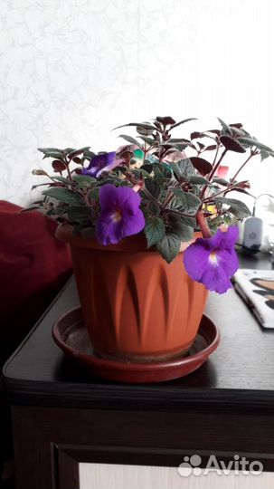 Ризомы ахименесов