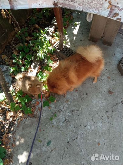 Щенки померанского шпица