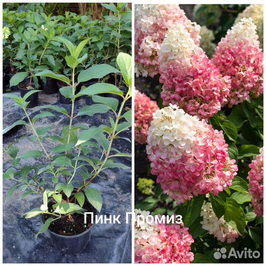 Гортензия метельчатая