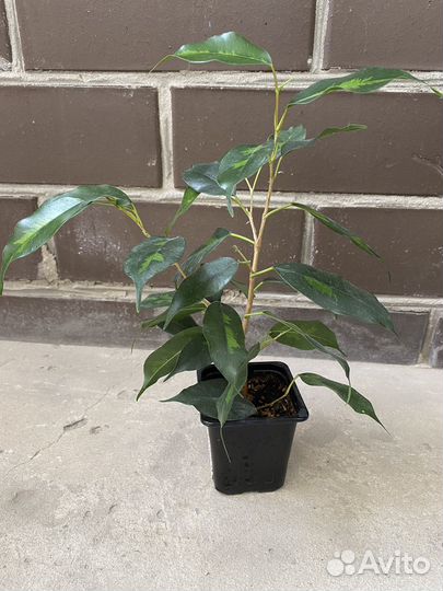 Фикус бенджамина