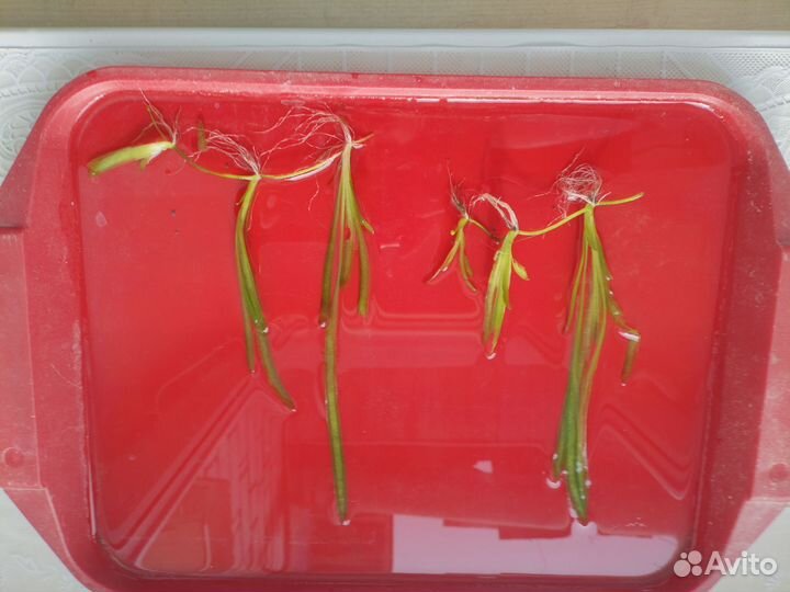 Аквариумные растения валлиснерия