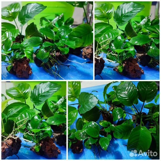 Аквариумные растения