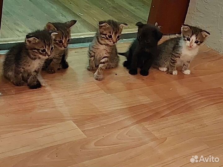 Вислоухие котята