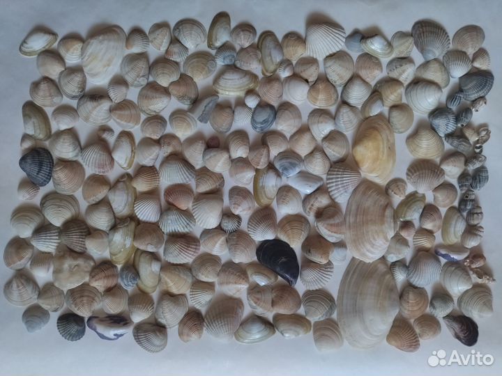 Ракушки морские
