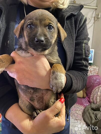 Щенки мальчики в добрые руки