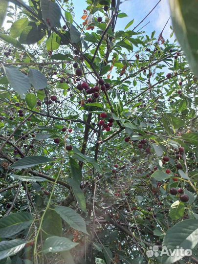 10.07 Клубника родительская 5л привезла в город