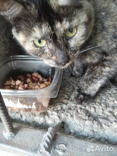 Красивая трехцветная кошка ищет дом