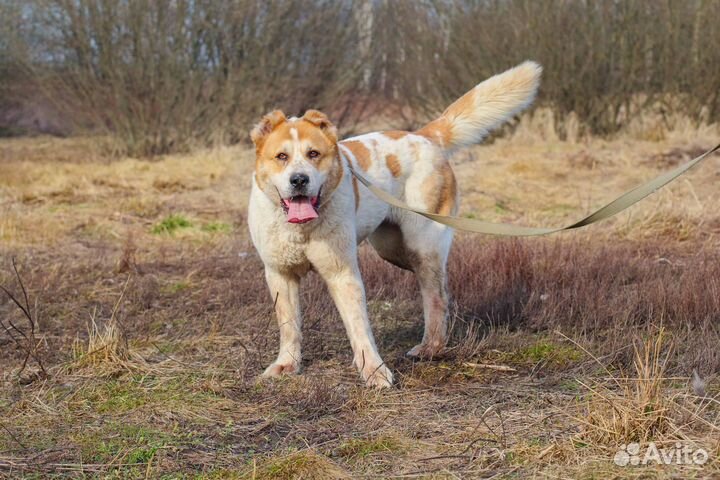Чайна в Добрые Руки