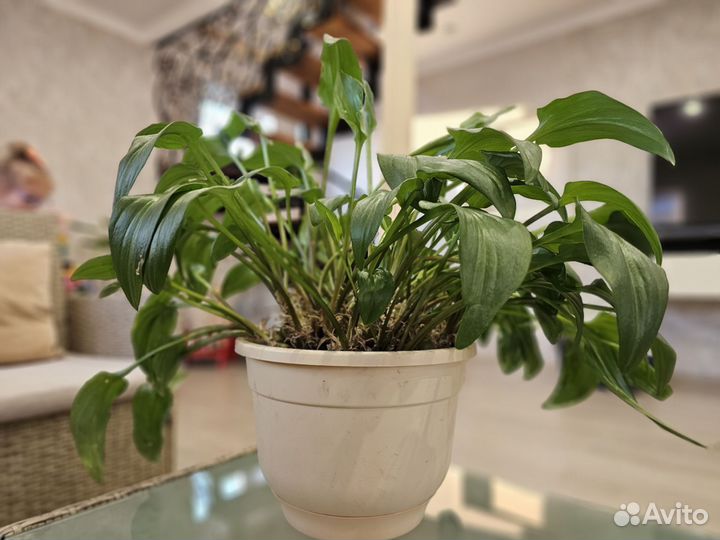 Дримиопсис