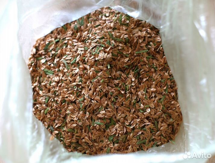 Семена туи Брабант Колумна Смарагд