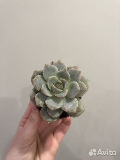 Суккуленты микс от 290