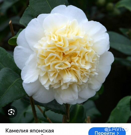 Камелия японская