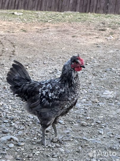 Молодые петухи