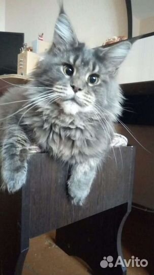 Гостиница для животных. 