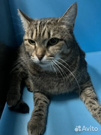 Красавица Лора ищет добрый дом, в дар