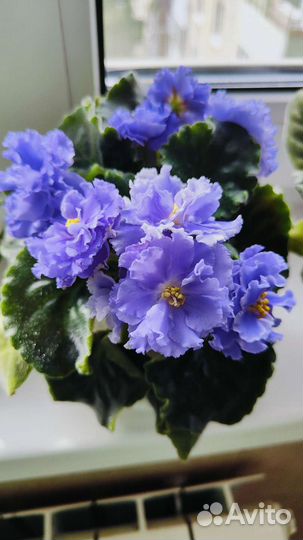 Фиалка сортовая детки