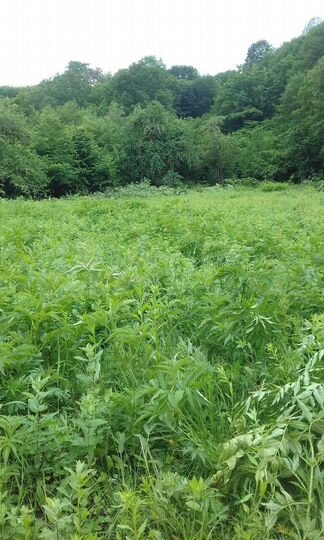 Участок 21 сот. (ИЖС)