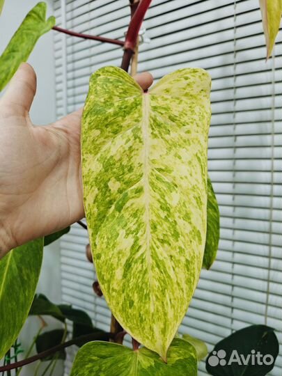 Филодендрон медуза
