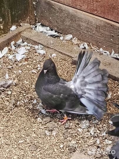 Голуби павлины