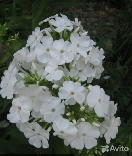 Флоксы, бадан