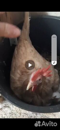 Куры несушки