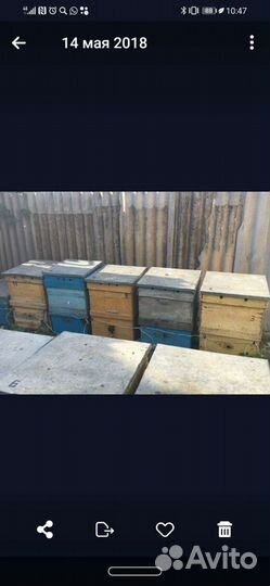 Пчелы пасека