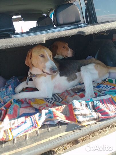 Кутята русская гончая пегая