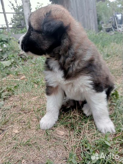 Бесплатно в добрые руки щенки