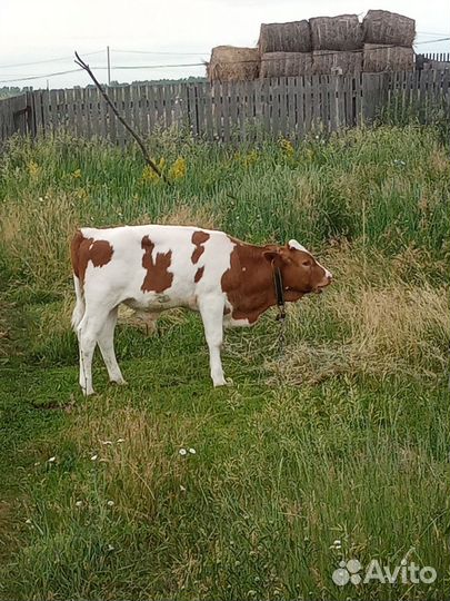 Продается теленок(бычок) 3 месяца