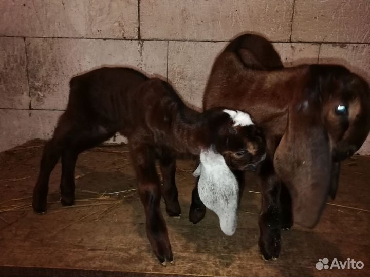 Козлики Нубо-камори