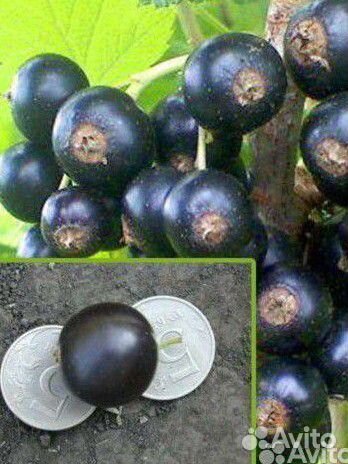 Черная смородина размером с вишню