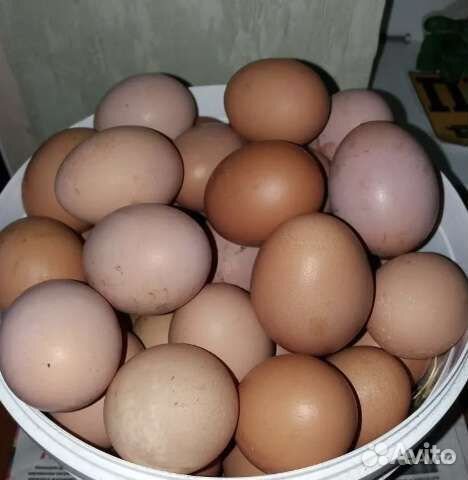 Домашние куриные яйца