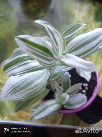 Традесканции