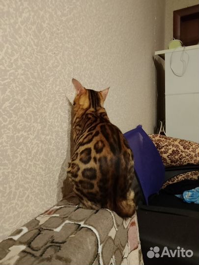 Бенгальская кошка