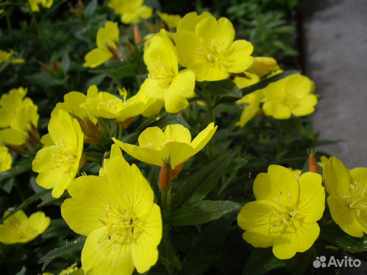 Садовые многолетники