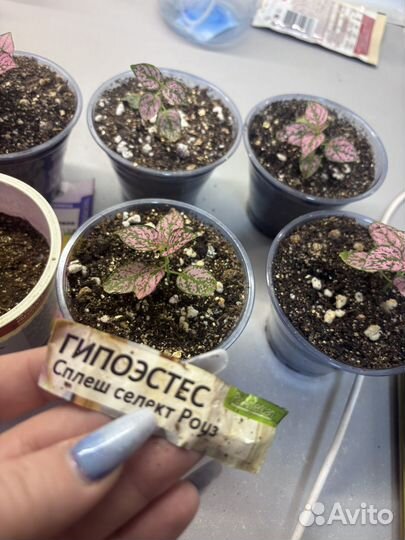 Гипоэстес розовый