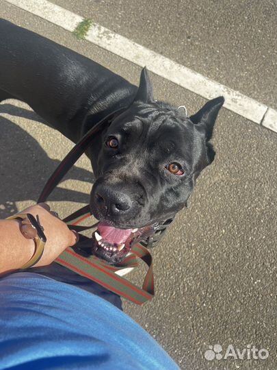 Дрессировка собак