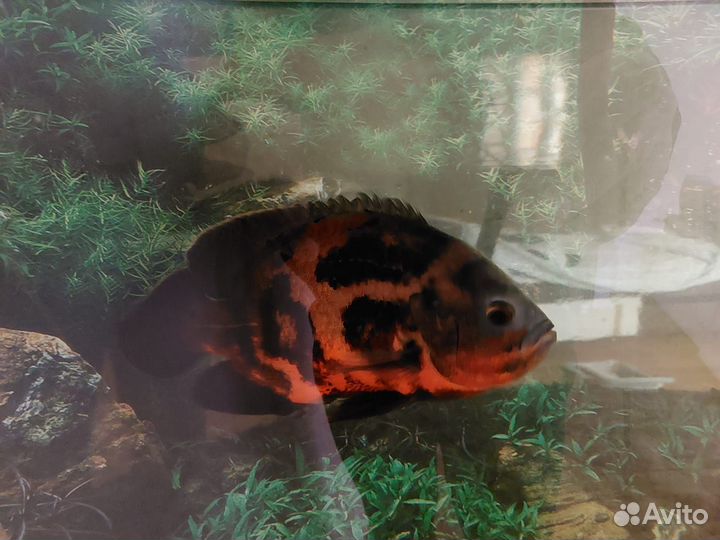 Астронотус