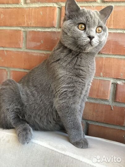 Британская