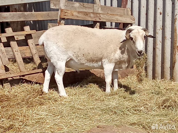Баран на племя