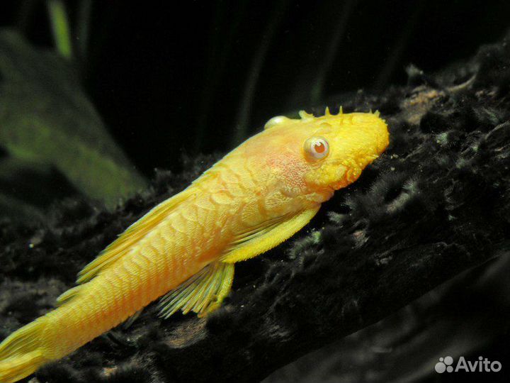 Мальки сома Анциструса золотого