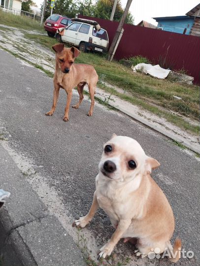 Щенок той терьер мальчик