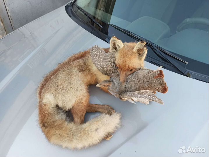 Чучело лисы