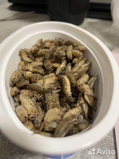 Сверчки домовые, заморозка (предимаго)